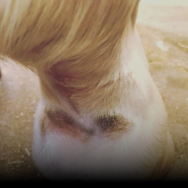 Sårbehandling og hudproblemer