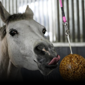 Hestebolcher og sliksten