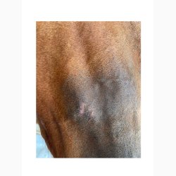 NAF Skin Wash shampoo, 1 l. 