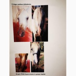 Ekholm PROB Supercream, 100 ml.