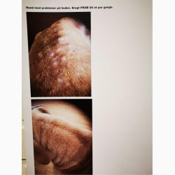 Ekholm PROB Olie, 200 ml.